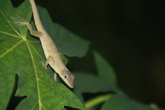 Anolis aeneus
