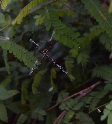 Argiope argentata image