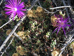Lampranthus haworthii