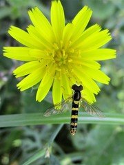 Sphaerophoria scripta