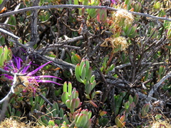 Lampranthus haworthii