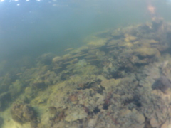Acroporidae
