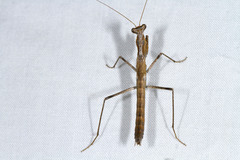 Litaneutria pacifica