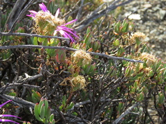 Lampranthus haworthii