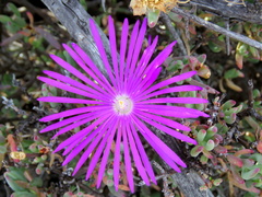 Lampranthus haworthii