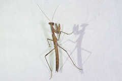 Litaneutria pacifica