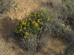 Berkheya spinosa