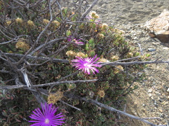 Lampranthus haworthii