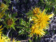 Berkheya spinosa