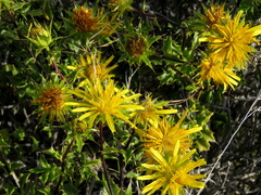 Berkheya spinosa