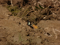 Polyura