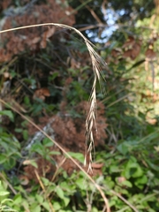 Elymus californicus