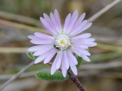 Drosanthemum karrooense