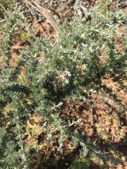 Aspalathus acanthophylla