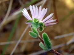 Drosanthemum karrooense