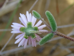 Drosanthemum karrooense