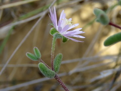 Drosanthemum karrooense