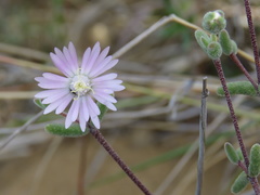 Drosanthemum karrooense