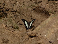 Polyura