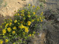 Berkheya spinosa