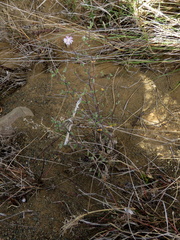 Drosanthemum karrooense