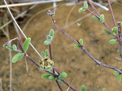 Drosanthemum karrooense