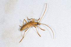 Centrodera