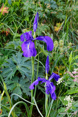 Iris latifolia