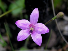 Elythranthera emarginata