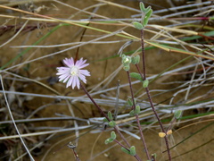 Drosanthemum karrooense