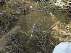 Drosanthemum karrooense