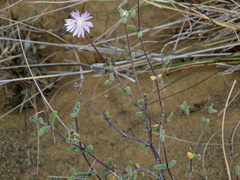 Drosanthemum karrooense