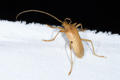 Centrodera