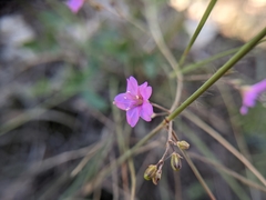 Boerhavia linearifolia