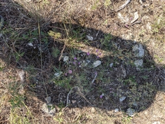 Boerhavia linearifolia