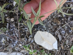 Boerhavia linearifolia