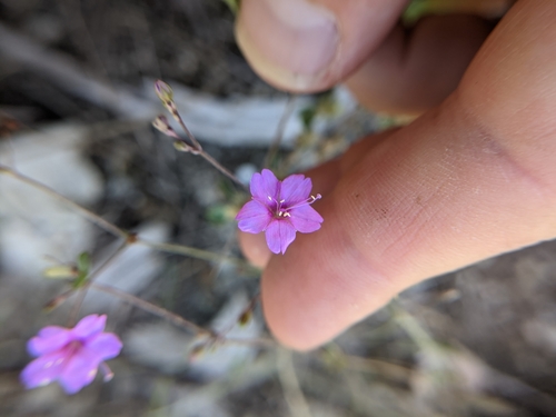 Image of Boerhavia linearifolia by (c) Cleveland Powell, some rights reserved (CC BY)