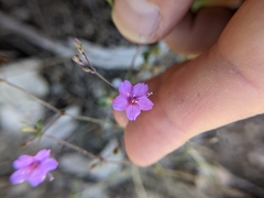 Boerhavia linearifolia
