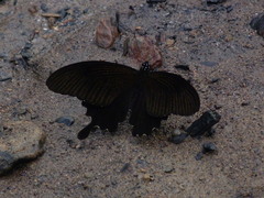 Papilio nephelus chaon