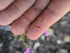 Boerhavia linearifolia