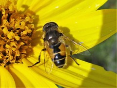 Eristalis arbustorum