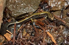 Plethodon dunni