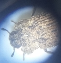 Leichenum
