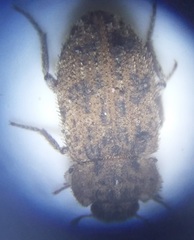 Leichenum