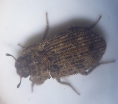 Leichenum