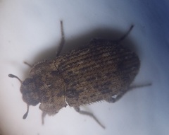 Leichenum