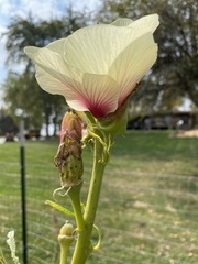 Abelmoschus esculentus