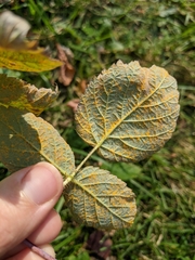 Aculeastrum americanum