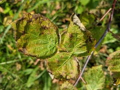 Aculeastrum americanum
