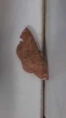 Thysanopyga amarantha